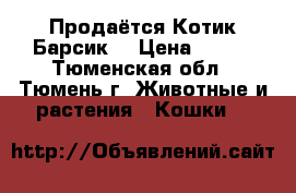 Продаётся Котик Барсик. › Цена ­ 300 - Тюменская обл., Тюмень г. Животные и растения » Кошки   